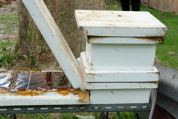 Fototapeta na wymiar stingless honey bees beehive. trigona meliponini colonies rearing