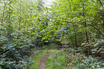 Obraz premium Wald bei Rostock