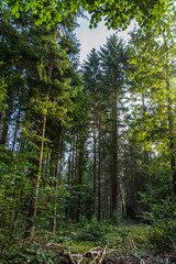 Obraz premium Wald bei Rostock