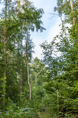 Wald bei Rostock