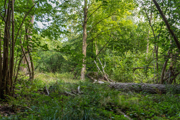 Wald bei Rostock