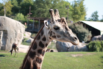 Giraffe at the zoo - wild aniaml portrait