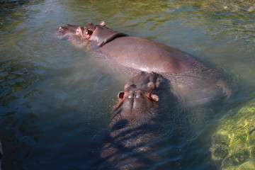 Happy Hippo in the fresh water