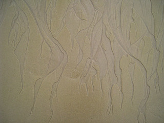 wet sand on the beach.