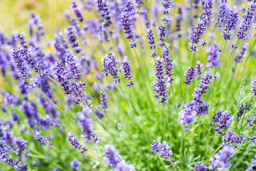 Lavender flowers close-up. Blurry background and soft focus on purple flowers