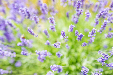 Summer flowers landscape, calming meadow and flowers field.