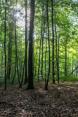 Wald bei Rostock