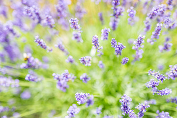 Obraz premium Summer flowers, lavender field and abstract flowers field