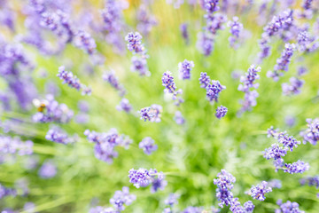 Beautiful lavender under sunlight