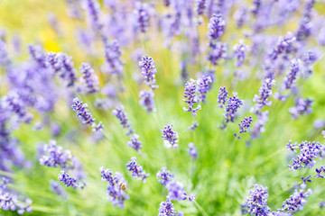Obraz premium Lavender. Beautiful Lavender Flower Field. Growing and Blooming Lavender outdoors