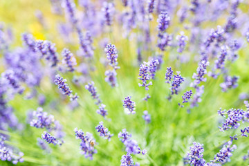 Lavender flowers close-up. Blurry background and soft focus on purple flowers