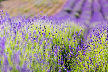 Summer flowers, lavender field and abstract flowers field