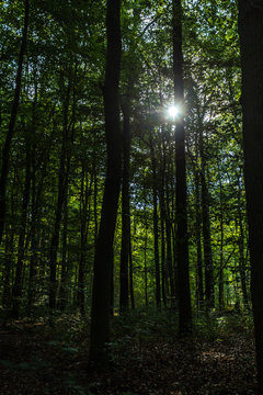 Wald bei Rostock © Angelika Bentin