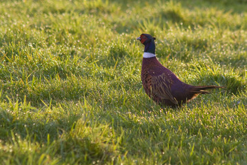 Pheasant in dew covered grass