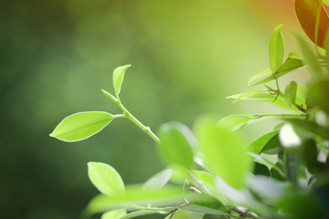 Green leave on natural green background.