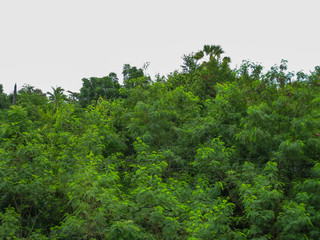 Fototapeta premium green forrest and white cloud.