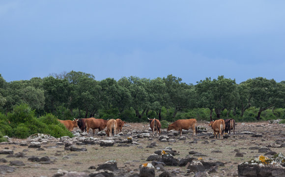 High-lying area of Giara di Gesturi with some cows in a stormy day - Sardinia - Italy