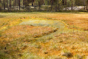 Formation of bogs (oligotrophic) In the climatic zone (taiga, forest-tundra) of the Arkhangelsk...