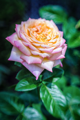 Romantic garden rose in pink, yellow, and orange