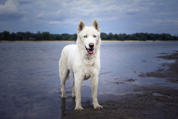 White husky dog