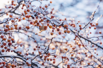 Branches with berries covered with sparkling ice on a sunny winter day. Openwork binding of ice...