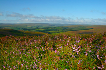 Weardale summer landscape
