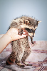 Funny little young raccoon in the woman hands