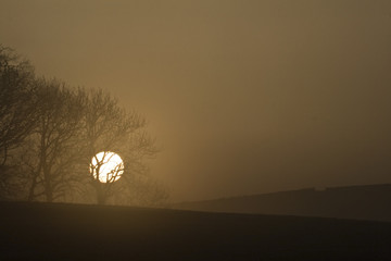 Misty sunrise behind trees