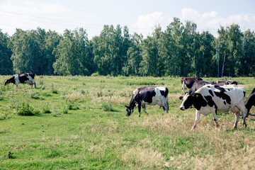 a Herd of cows at summer green field pasture
