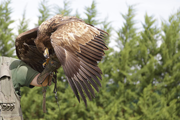 Golden eagle (Aquila chrysaetos) eating in the hands of a falconer