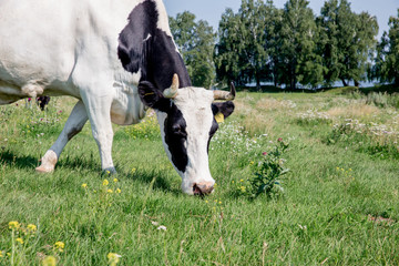 a Herd of cows at summer green field pasture