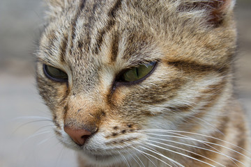 striped cat close up,Portrait of a cat dream of a close-up