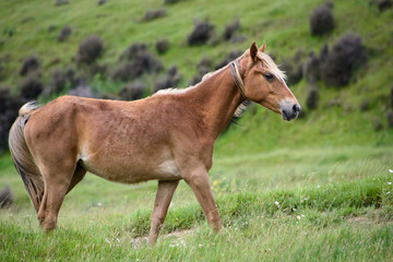 An elegant wild horse in Kaimanawa mountain ranges, central plateau, New Zealand