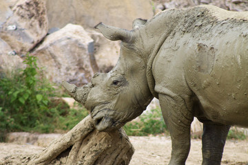 Fototapeta premium szary dorosły nosorożec pokryty gliną
