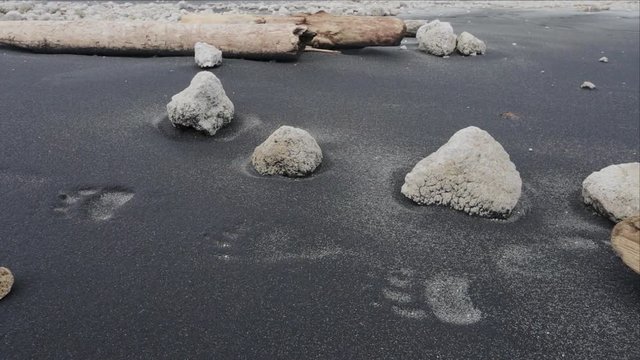 Bear tracks on the sand beach white cliffs. the island of Iturup. Trackingshot.