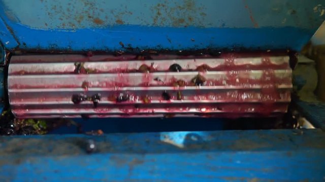 Stemmer crusher crushing grapes at a winery