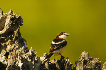 Woodchat (Lanius senator) male perched in a branch