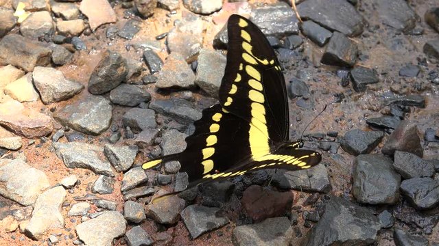 
King swallowtail butterfly (Papilio thoas) in Iguazu National Park.