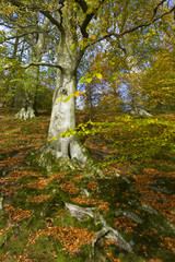 Tree in an autumn wood