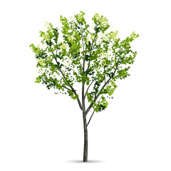 Tree isolated on white background with soft shadow. Natural object for landscape design. Vector.