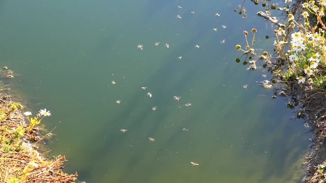 Swarm of midges over a pond.