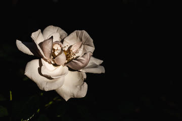 white rose in the dark