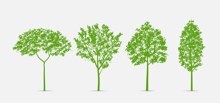 Set of green tree isolated on white background for landscape design and architectural compositions with backgrounds. Vector.