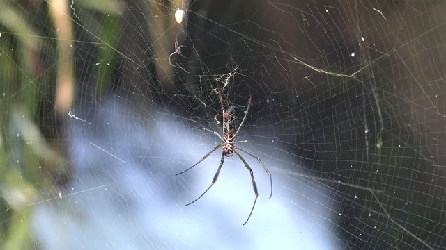 Female & male of  Golden silk orb-weaver spider (Nephila clavipes)  on a web in Iguazu NP. Argentina
