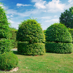 Fototapeta na wymiar Hedges and ornamental shrub in a summer park.