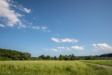 青空とそばの花