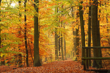 Romantic rural view of a forest path with autumn trees, Lüneburger Heide, Northern Germany