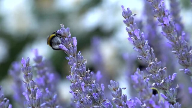 Bumblebees (Bombus lucorum)  foraging on lavender flowers. Closeup.