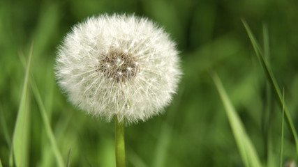 Dandelion Seed Head ,on blurry background,macro close-up. Dandelions, dandelion meadow, white flowers in green grass.