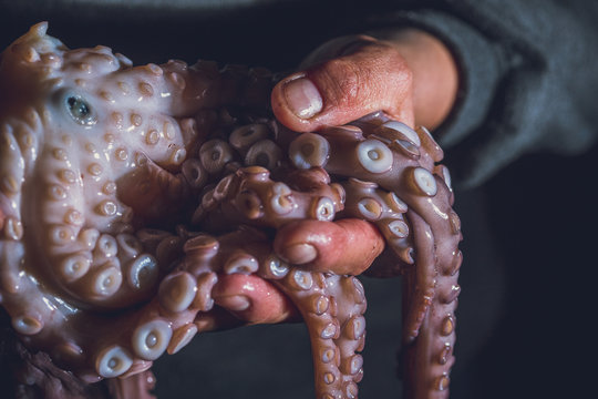 Man holds a raw octopus in his hands. Dark photo